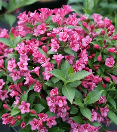Weigela Snippet® Dark Pink